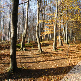Wdrażanie sieci Natura 2000 w Polsce