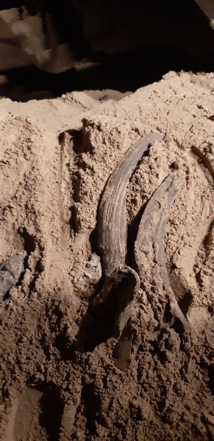 Kości odnalezione w czwartek 19 grudnia