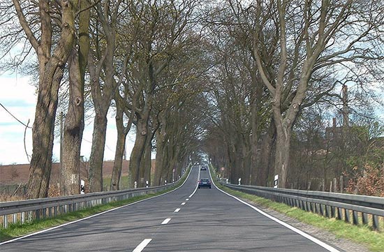 Fot. 6. Bariery energochłonne oddzielające drzewa od jezdni na jednej z dróg w Niemczech