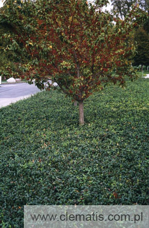 Fot. 2. Trzmielina fortunea ‘Coloratus’ jest świetną rośliną okrywową.